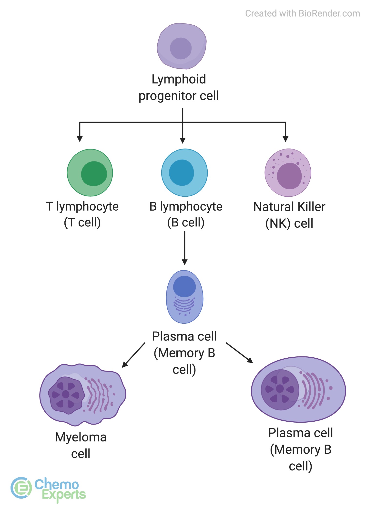 What cell type does multiple myeloma come from and what does it look like?